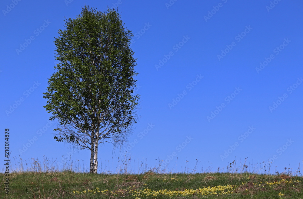 Obraz premium Lonely tree and blue sky