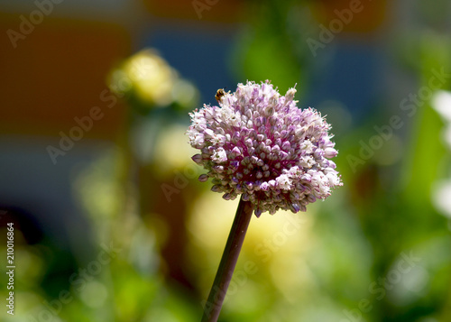 purple leek blossom in the garden