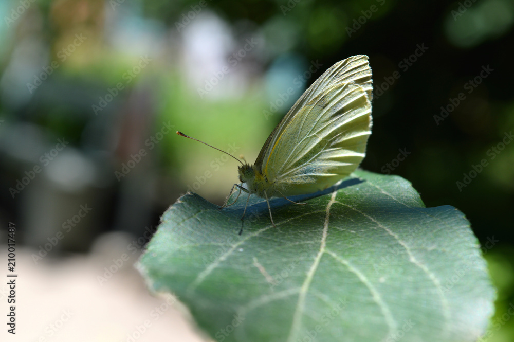 Butterfly sitting on a sheet under the sun. Butterfly sitting on a sheet under the sun.