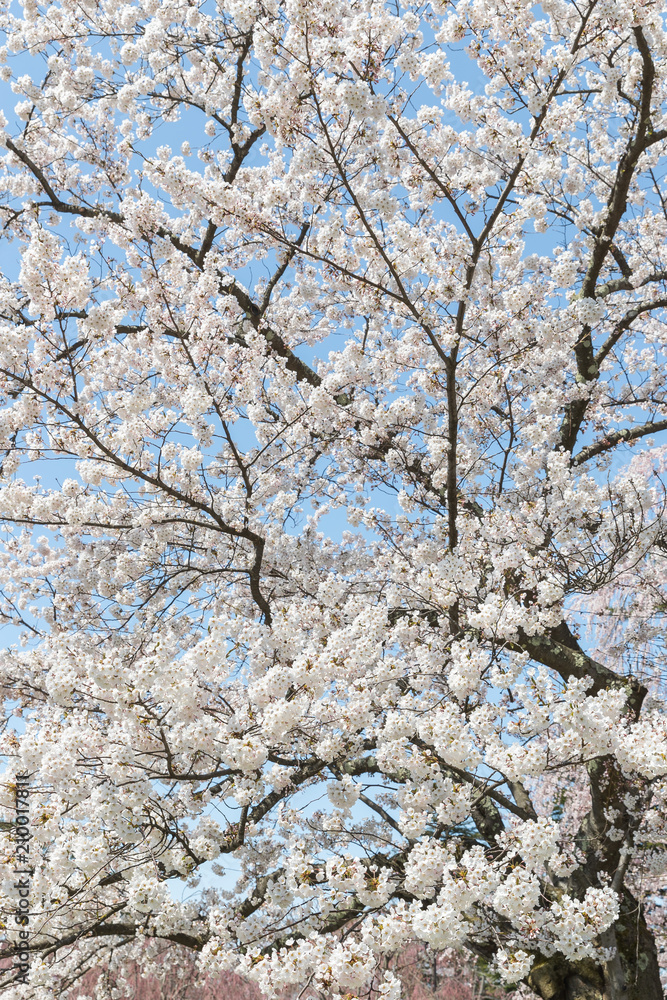 Japanese Sakura cherry blossom in spring season Japanese Sakura cherry blossom in spring season