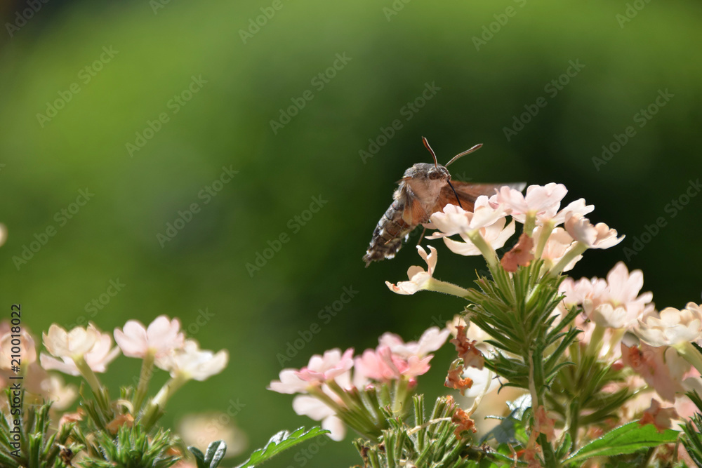 bee hawk-moth side view drinking nectar, hummingbird hawk-moth sucking nectar from a flower bee hawk-moth side view drinking nectar, hummingbird hawk-moth sucking nectar from a flower