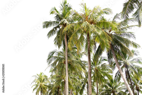 Group of Coconut palm tree isolated