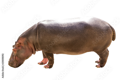View on a Common hippopotamus isolated on white background, seen in South Africa, Africa. Hippos are the third largest land mammal and very dangerous, aggressive and unpredictable. photo