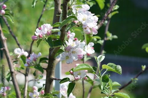 Apple tree in flowers,flower, spring, nature, blossom, tree, flowers, garden, plant, pink, green, bloom, white, beauty, branch, blooming, macro, summer, apple, flora, beautiful, floral, leaf