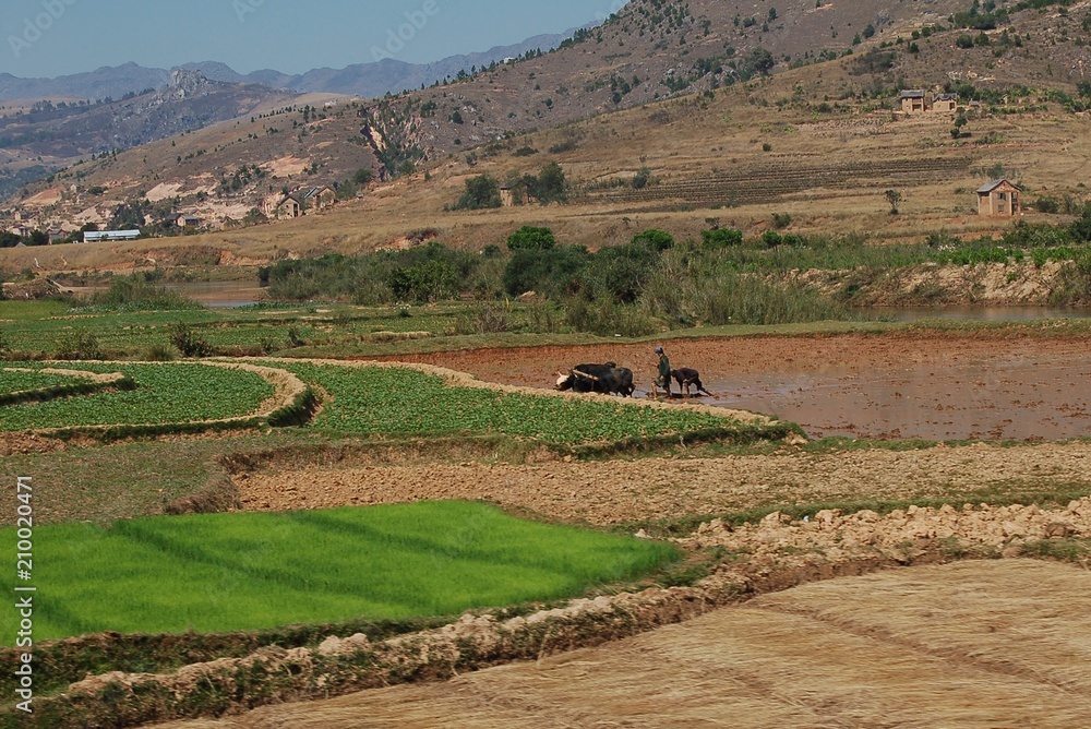 Obraz premium Madagascar