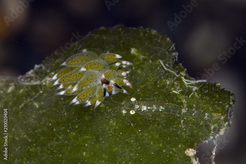 Sheep nudi (Costasiella kuroshimae) and shrimp.  Picture was taken in Anilao, Philippines
