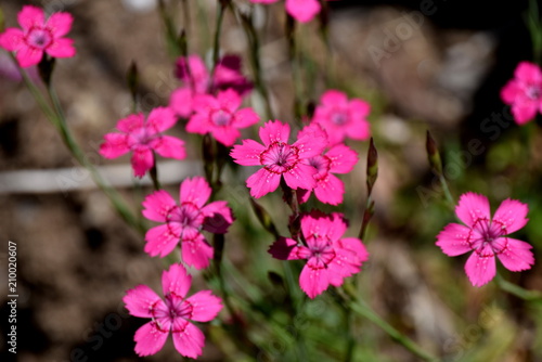  Dianthus Flower