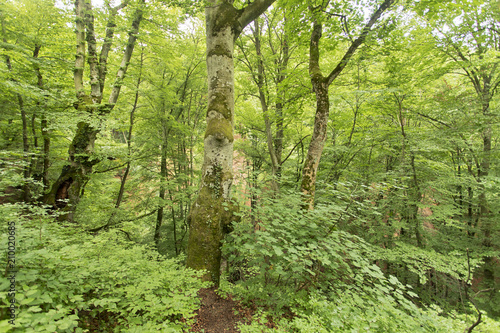 Deep green forest wilderness in Europe 
