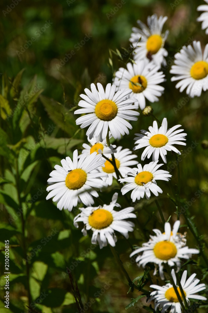 Fototapeta premium Wild Daisies in Maine
