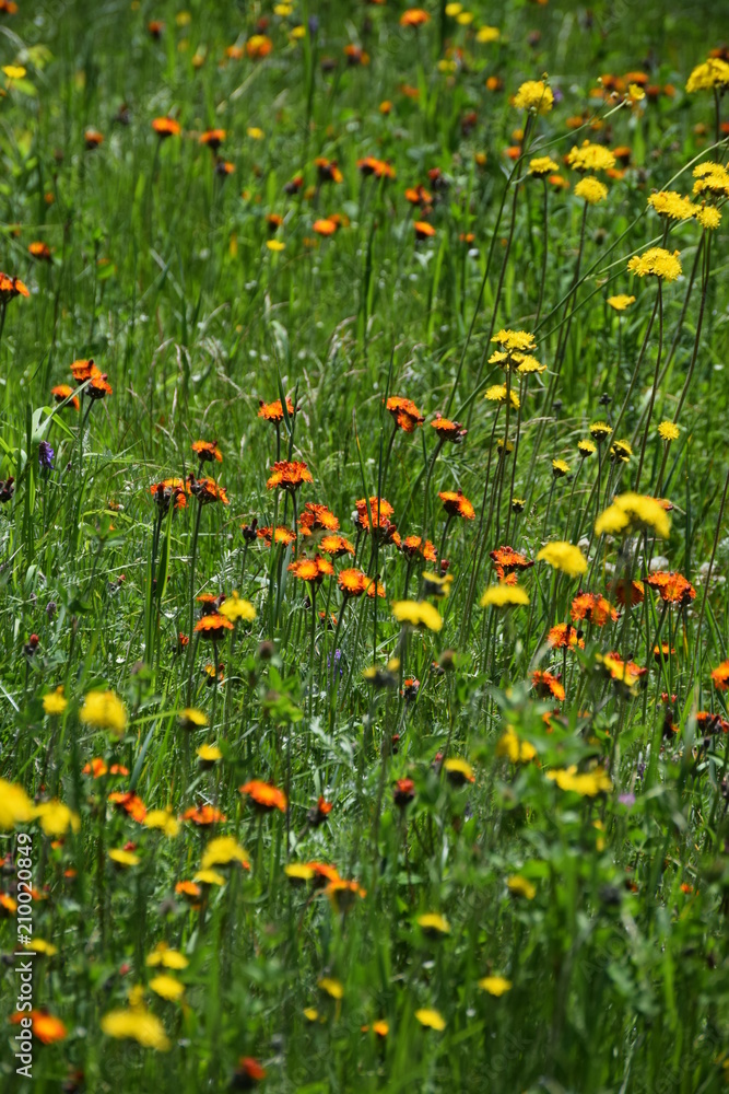 Field of Wildflowers in Maine