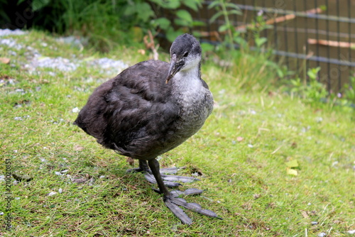 Ein neugieriger und sehr mutiger Vogel in einem Zoo in Nordrhein-Westfalen  photo