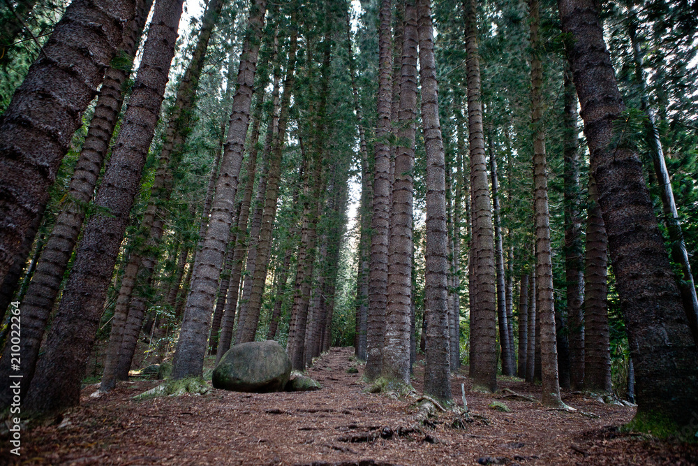 Obraz premium kauai mountain 