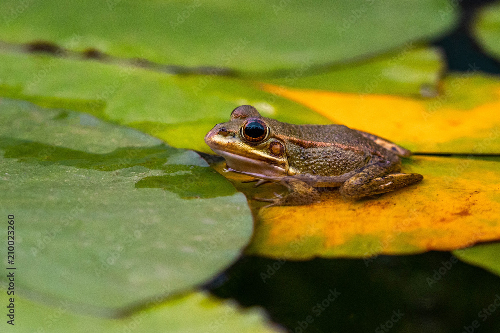 a Frog resting on a lotus leaf a Frog resting on a lotus leaf