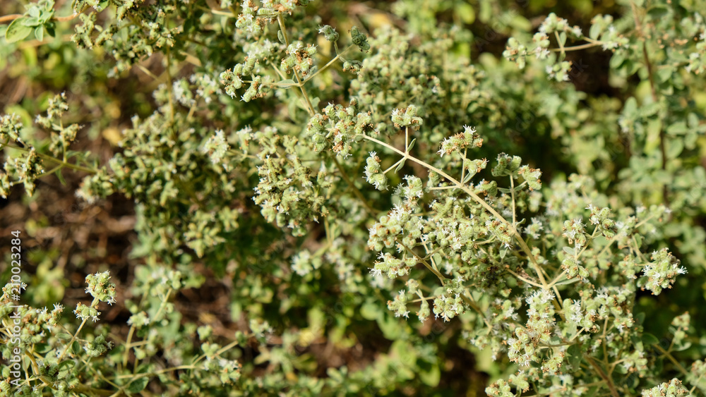 Winter savory herb (Satureja Montana) growing in the garden Winter savory herb (Satureja Montana) growing in the garden