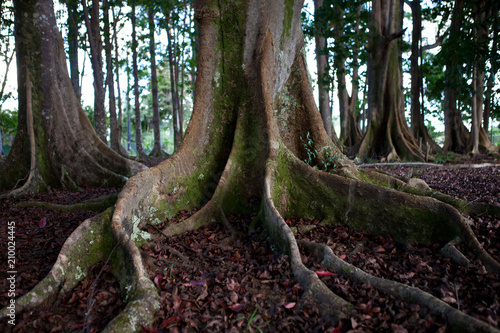 Banyan Tree