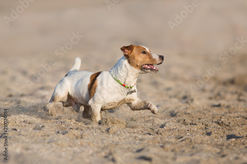 Jack russell terrier dog running on a beach of sea