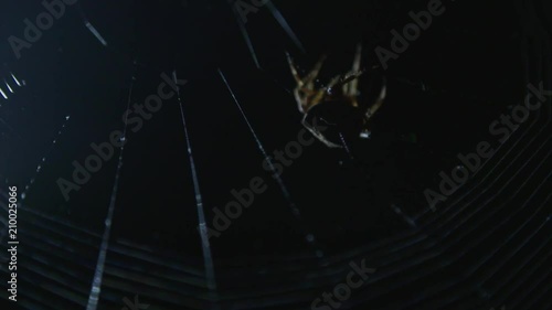 Spider on web close up photo