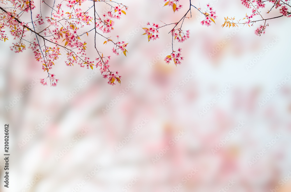 Soft focus Cherry Blossom or Sakura flower. Background blur.