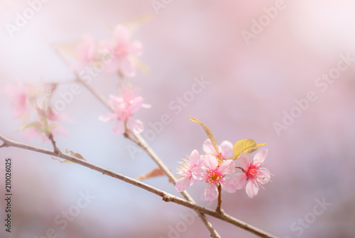 Soft focus Cherry Blossom or Sakura flower. Background blur. © Stock_ko