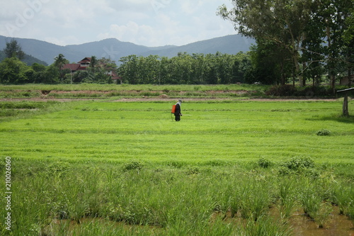 organic rice farm