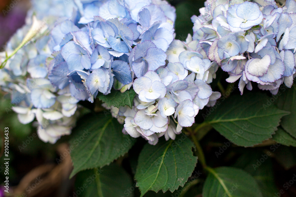 Many blue and white hydrangea flowers growing in the garden, floral background Many blue and white hydrangea flowers growing in the garden, floral background