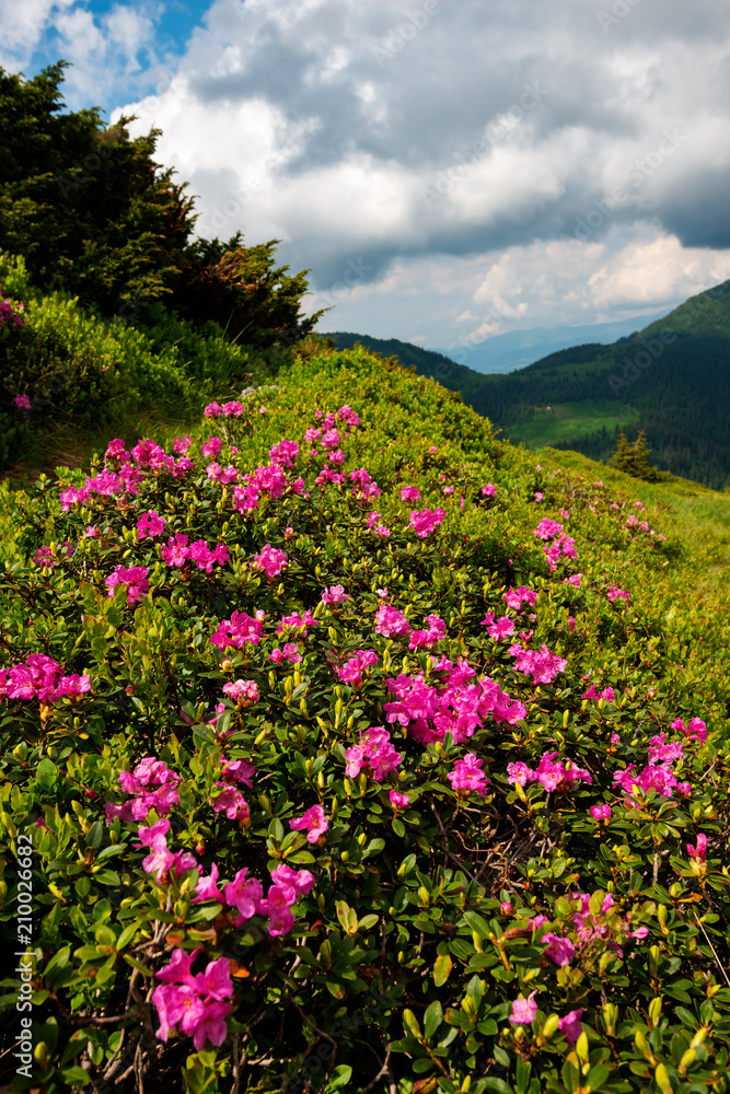 Flowering pink rhododendrons on green mountain slopes Flowering pink rhododendrons on green mountain slopes
