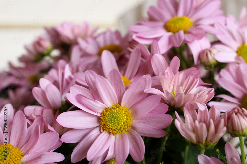 Spring background. Fresh pink Leucanthemum .Nature background with copy space.