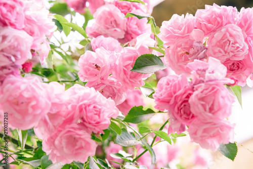 closeup of rose bush flowers in garden