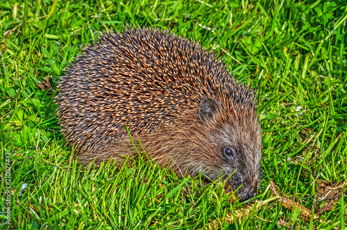 Hedgehog on the short grass of an urban lawn