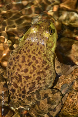 Maine Bullfrog in River