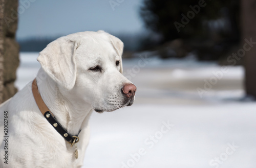portrait of beautiful young cute labrador retriever dog puppy on a frosty winter day outdoors