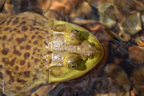 Bild auf Leinwand Maine Bullfrog in River