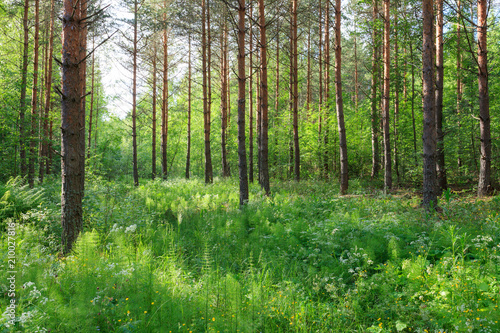 Lush forest at summer in Finland