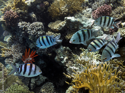 Sea Lilie on Tropical Coral Reef