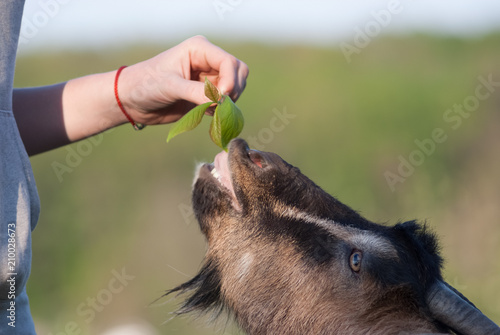 The goat eating from the hand Selective focus Close up © Олександр Болюх