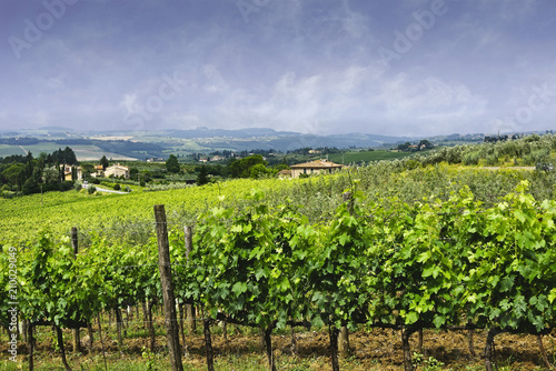 Vineyard in Tuscany, Italy