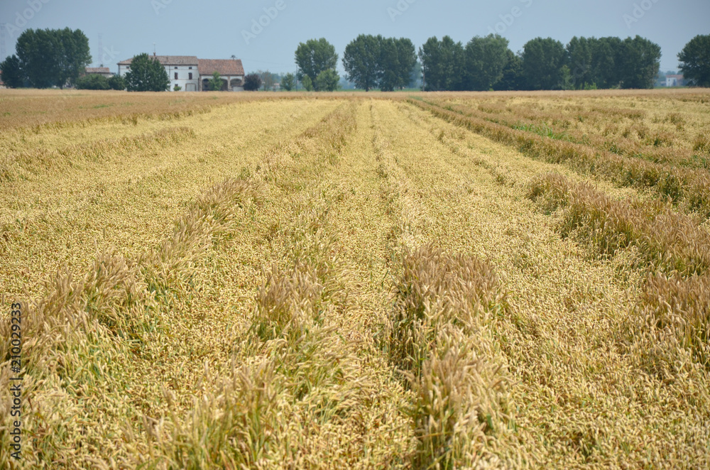 Fototapeta premium Campo di grano 