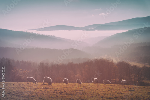 vintage flock of sheep photo