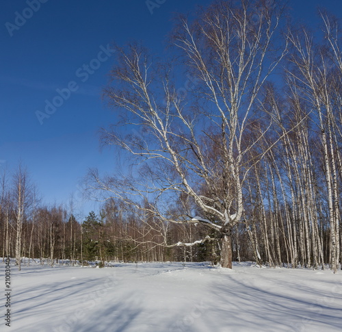 Big old Birch in winter forest photo