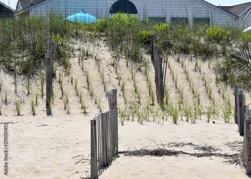 Slika na platnu Newly planted sea oats on dune