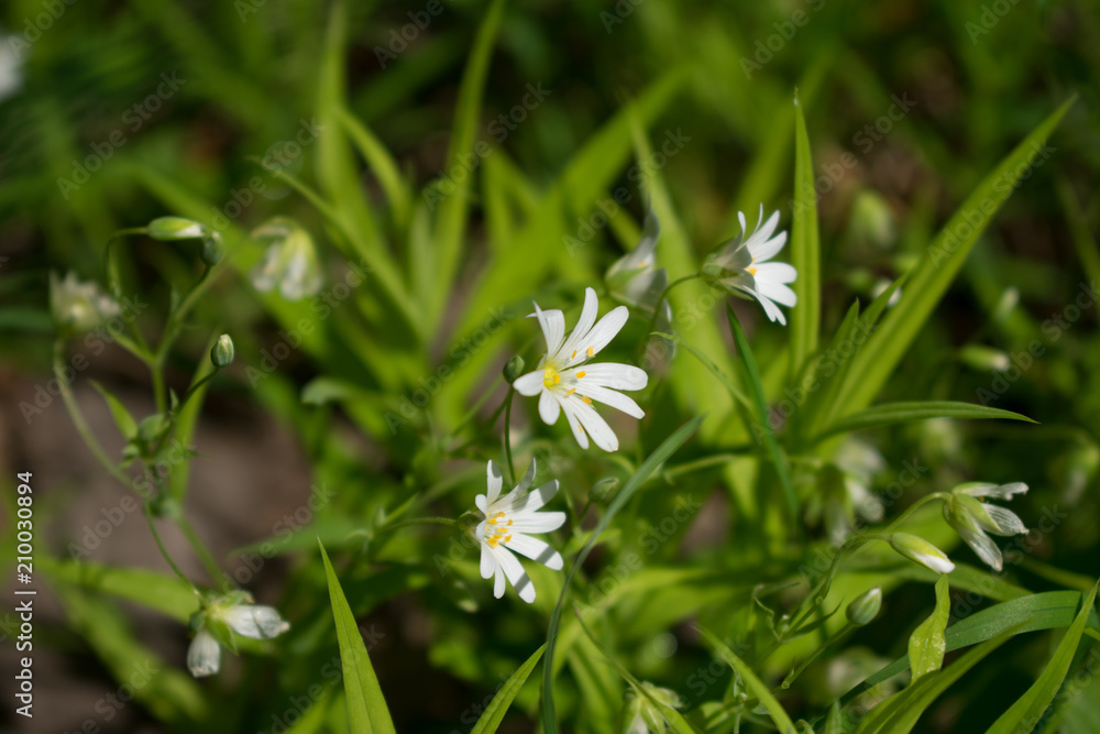 stellaria holostea 