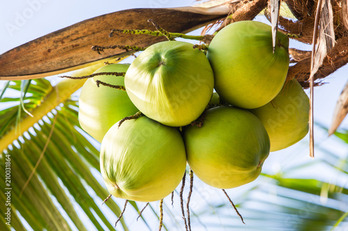 Green coconut Fruit 
