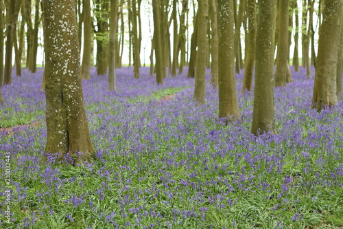 Purple fields 