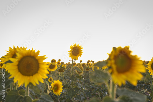 field of yellow sunflowers at sunset before being harvested  