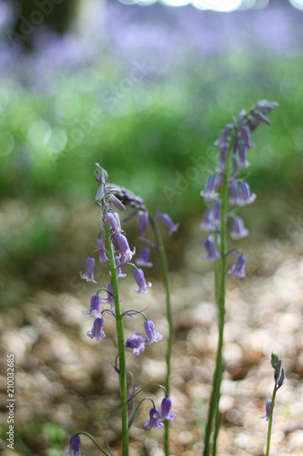 Bluebells 