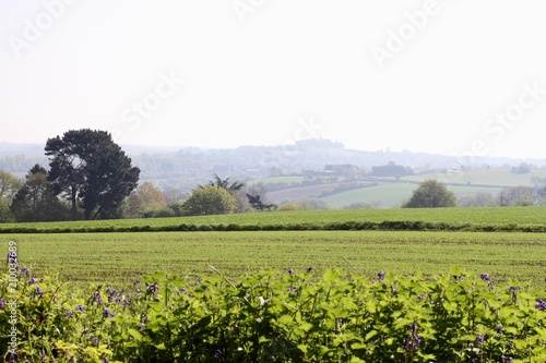 Fields in England 