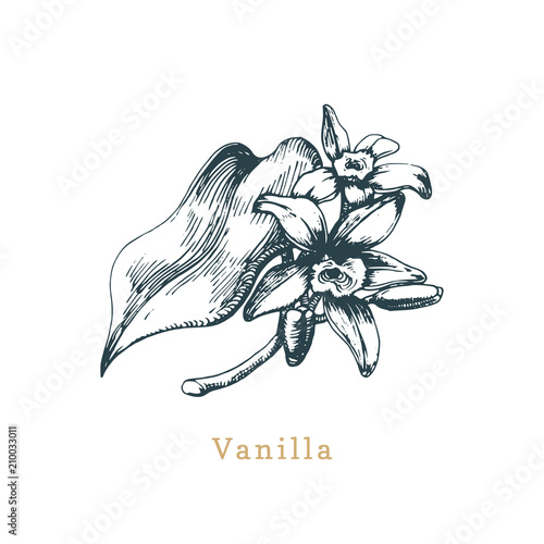 Vector vanilla sketch. Drawn spice herb. Botanical illustration of organic, eco plant. Used for farm sticker,shop label.