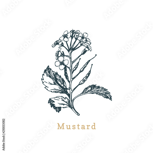 Vector mustard sketch.Drawn spice,medicinal herb.Botanical illustration of organic plant.Used for farm sign,shop label.