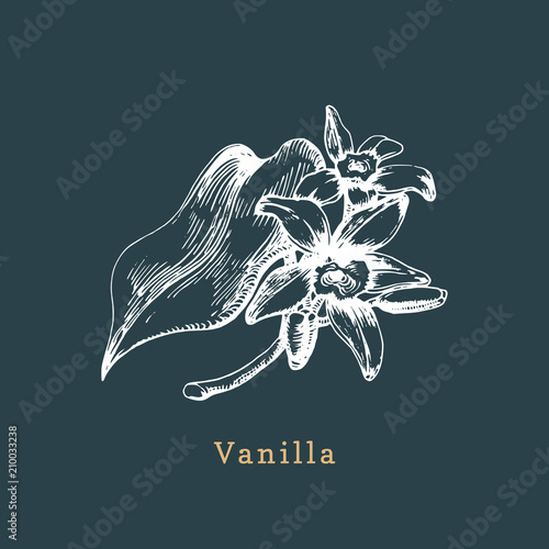 Vector vanilla sketch. Drawn spice herb. Botanical illustration of organic, eco plant. Used for farm sticker,shop label.