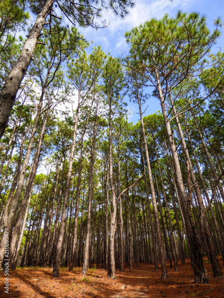 Fototapeta premium Pinus elliottii (invasive species) forest at Rio Vermelho State Park in Florianopolis, Brazil